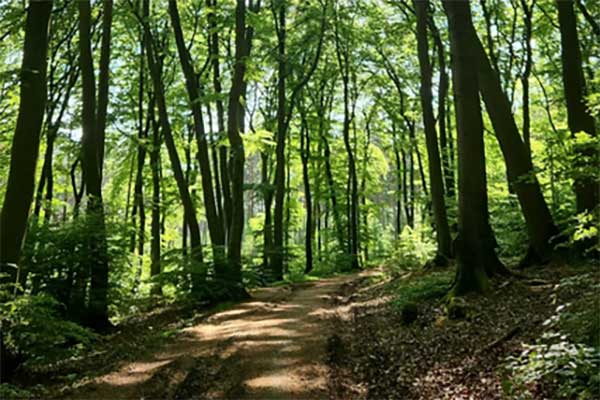 Balade en forêt