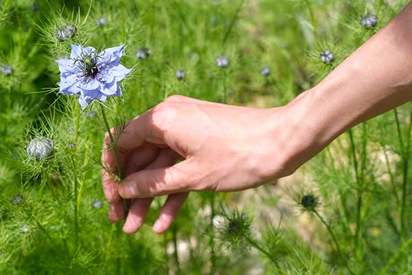 Faune et flore