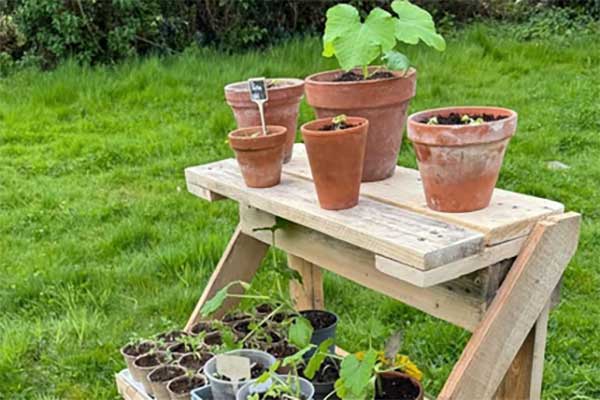 Troc de plantes